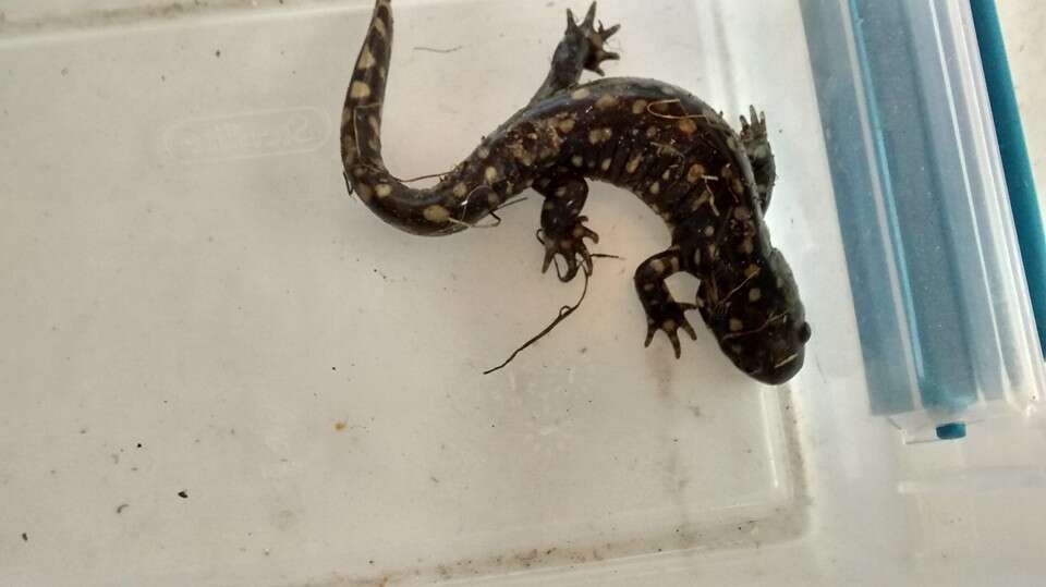 Слика од Ambystoma tigrinum (Green 1825)