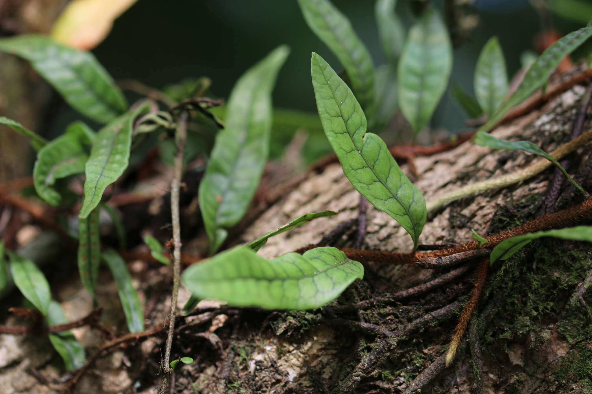 Microgramma lycopodioides (L.) Copel. resmi