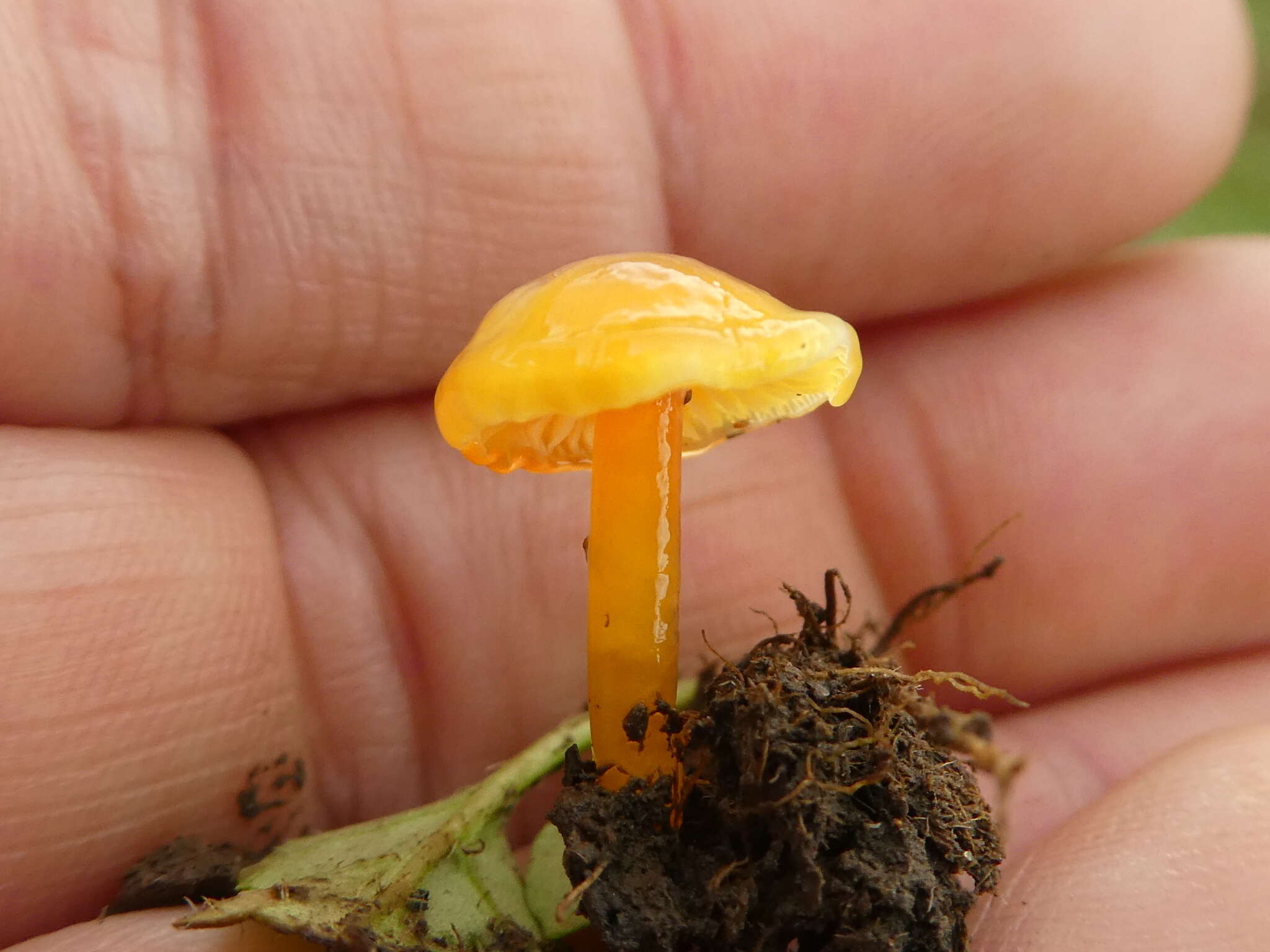 Image de Hygrocybe glutinipes (J. E. Lange) R. Haller Aar. 1956