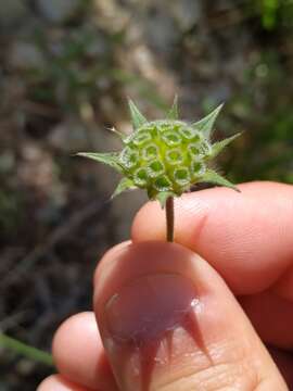 صورة Knautia integrifolia (L.) Bertol.