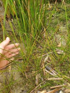 Image of Eleocharis acuta R. Br.