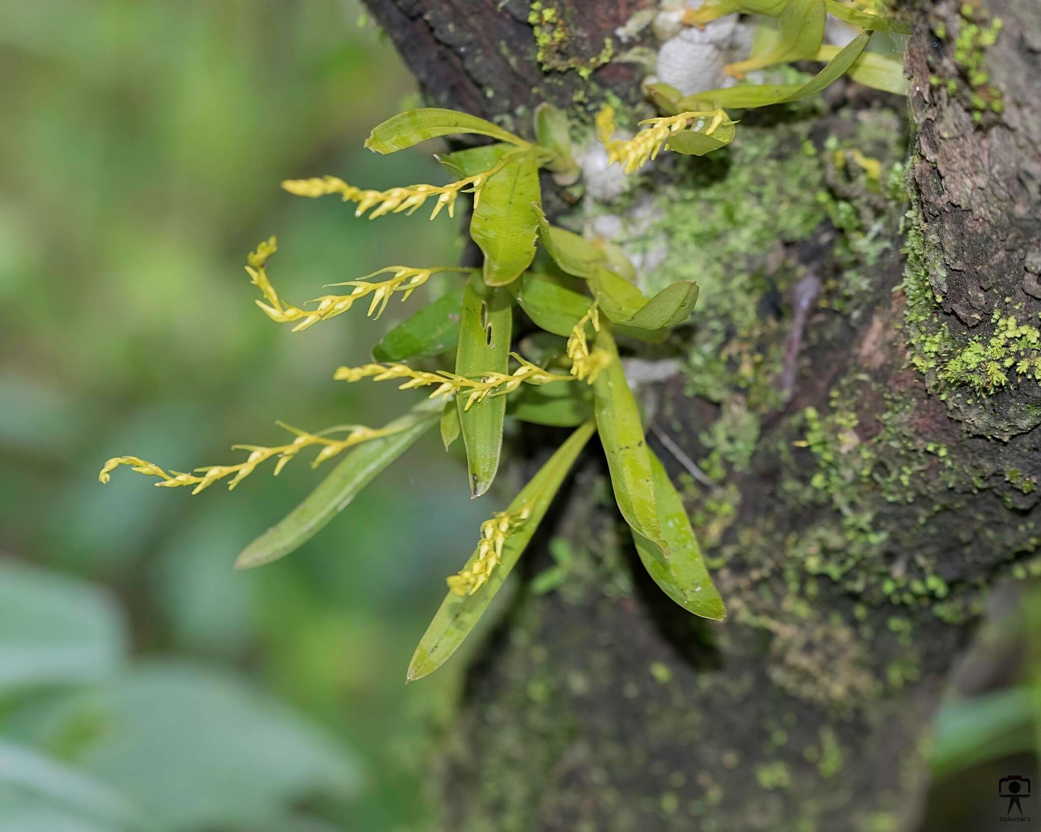 Image of Porpax filiformis