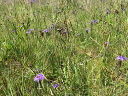 Image of western blue-eyed grass