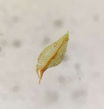 Image of Ludwig's pohlia moss