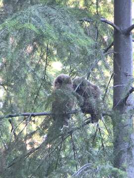 Image of California Spotted Owl