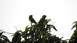 Image of Orange-winged Amazon