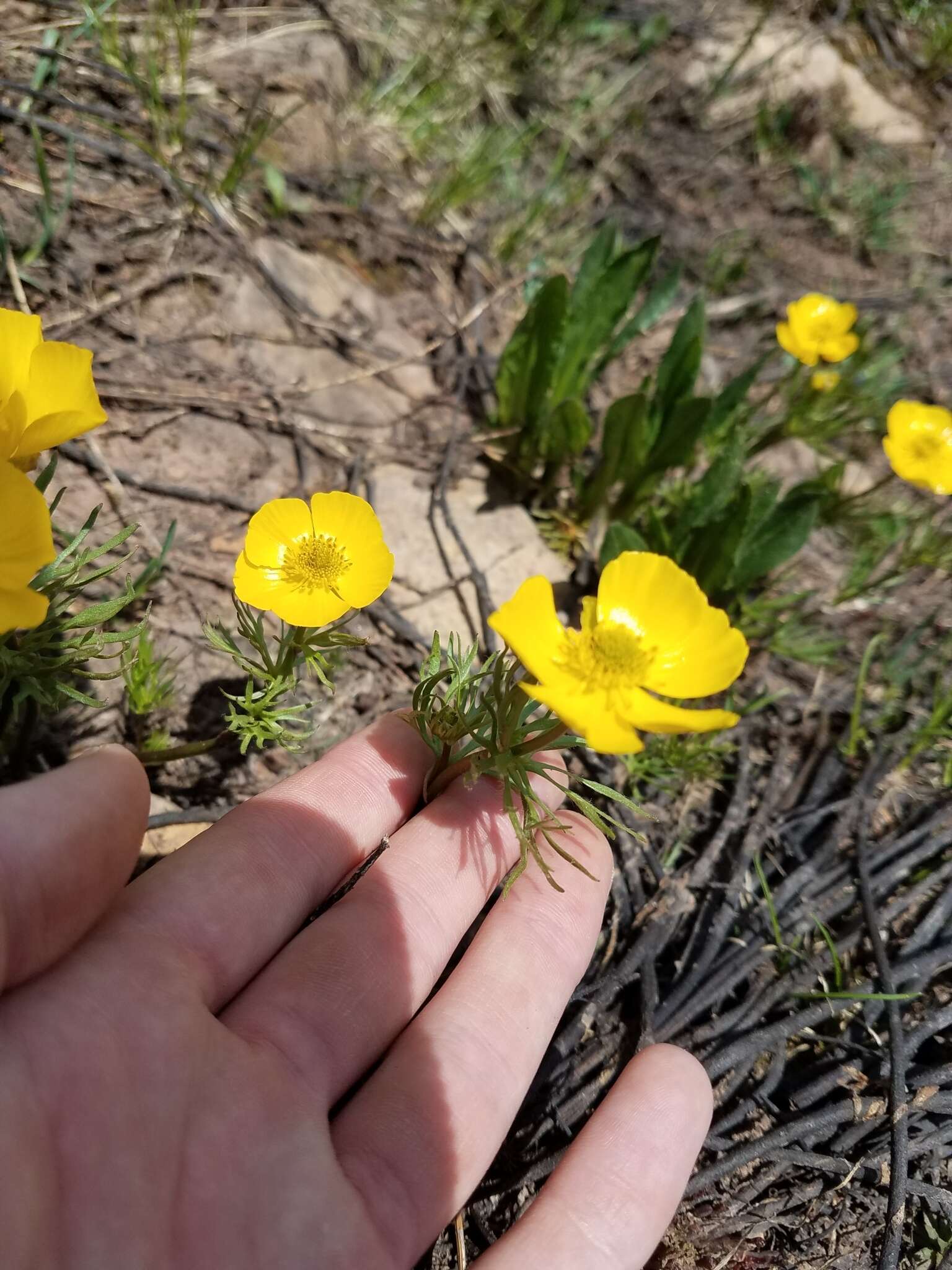 Imagem de Ranunculus adoneus A. Gray