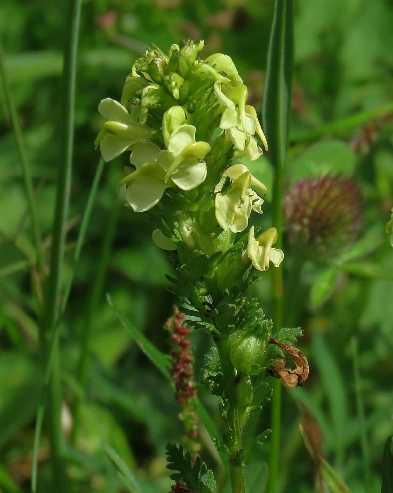 Слика од Pedicularis elongata A. Kerner