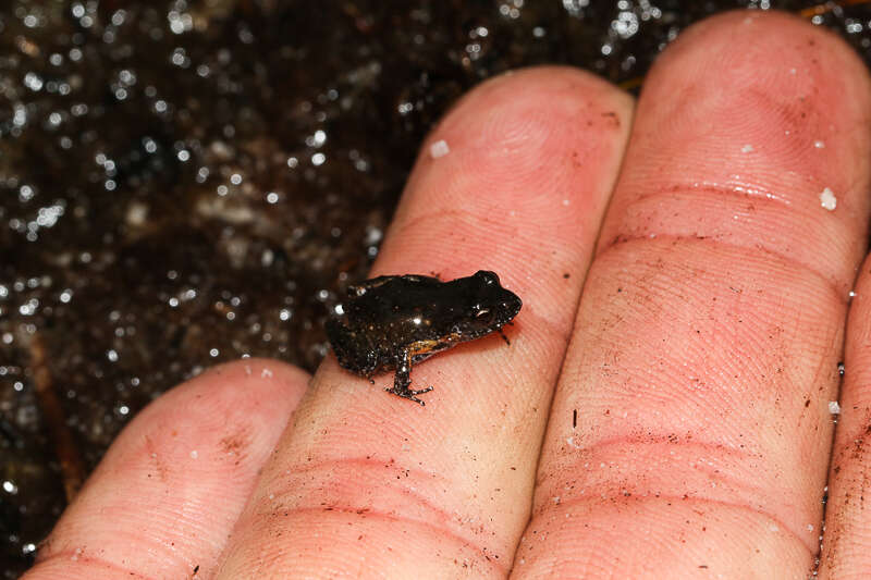 De Villier's Moss Frog - Encyclopedia of Life