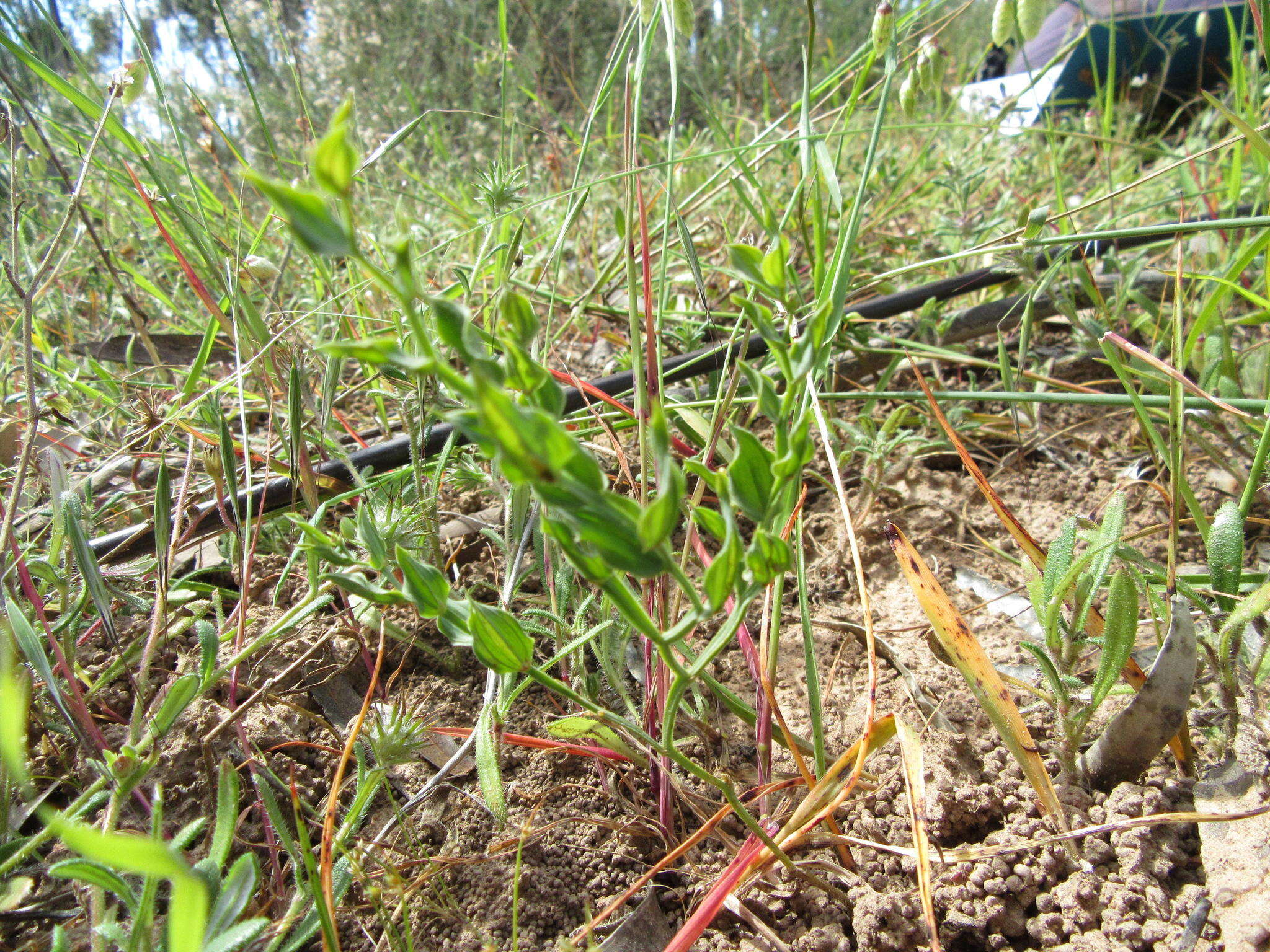 Image of Asparagus undulatus (L. fil.) Thunb.