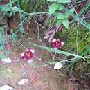 Image of Tigridia multiflora (Baker) Ravenna