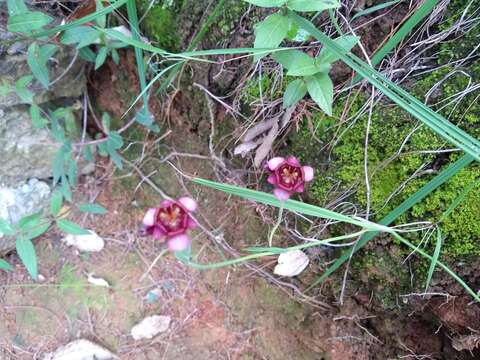 Image of Tigridia multiflora (Baker) Ravenna