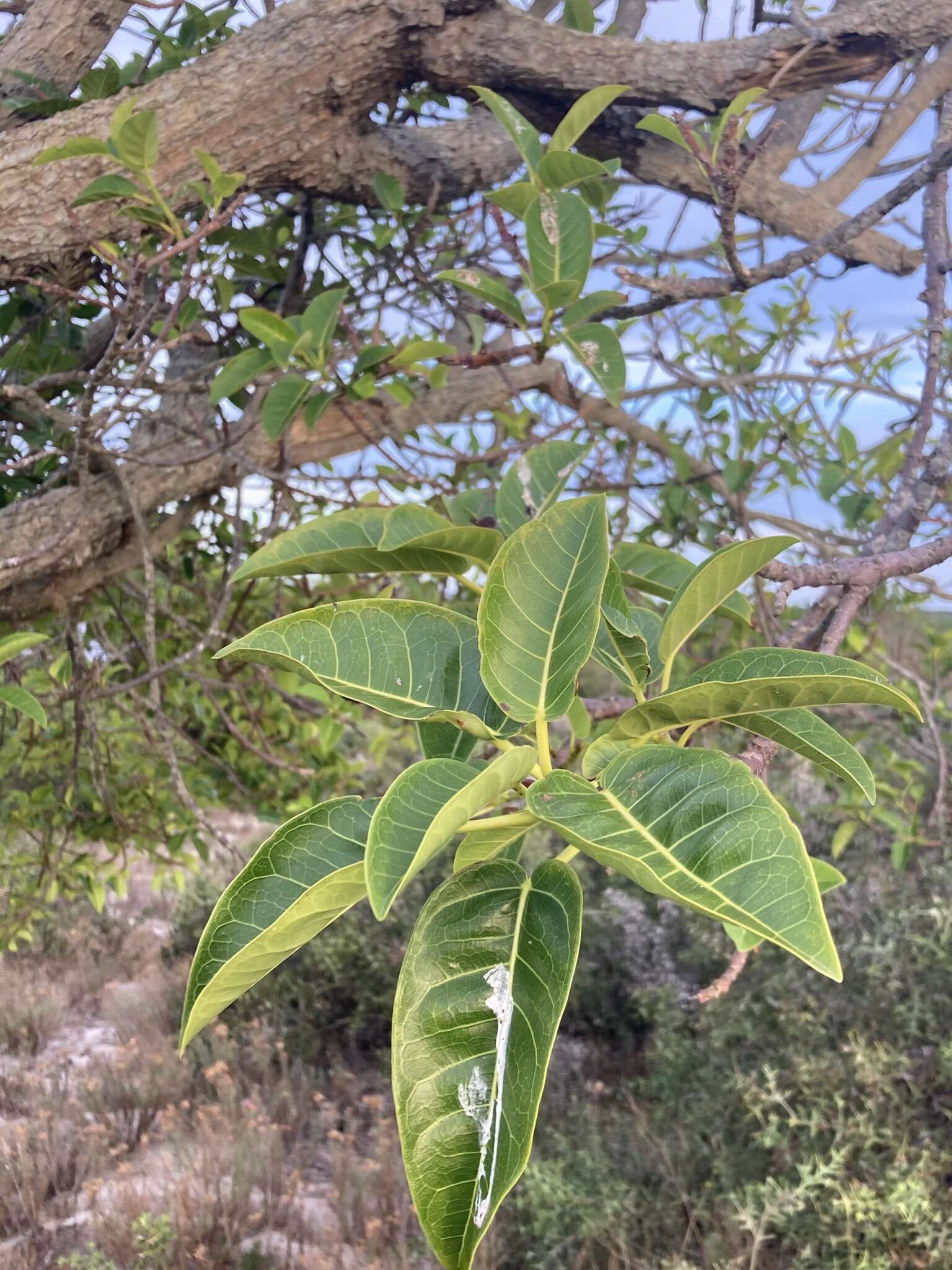 Image of Ficus luschnathiana (Miq.) Miq.