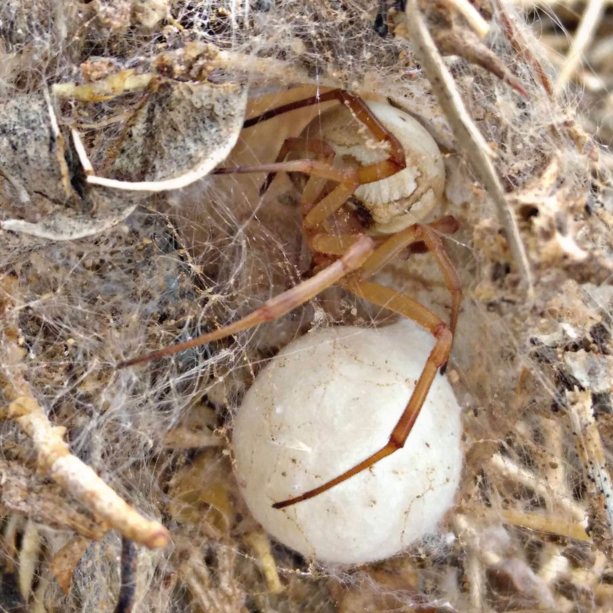 Plancia ëd Latrodectus pallidus O. Pickard-Cambridge 1872