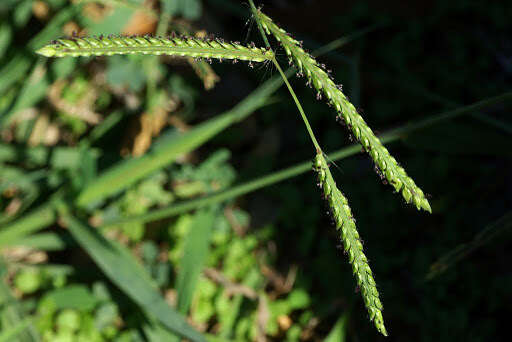 Image of dallisgrass