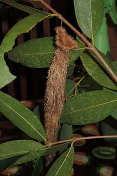 Image of Metura aristocosma (Lower 1908) Beaver 2020