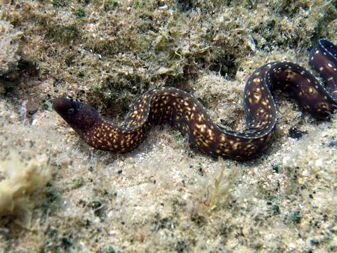Image of Black Moray