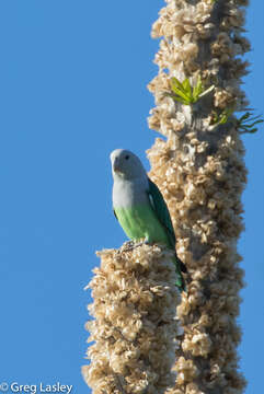 Image of Grey-headed Lovebird