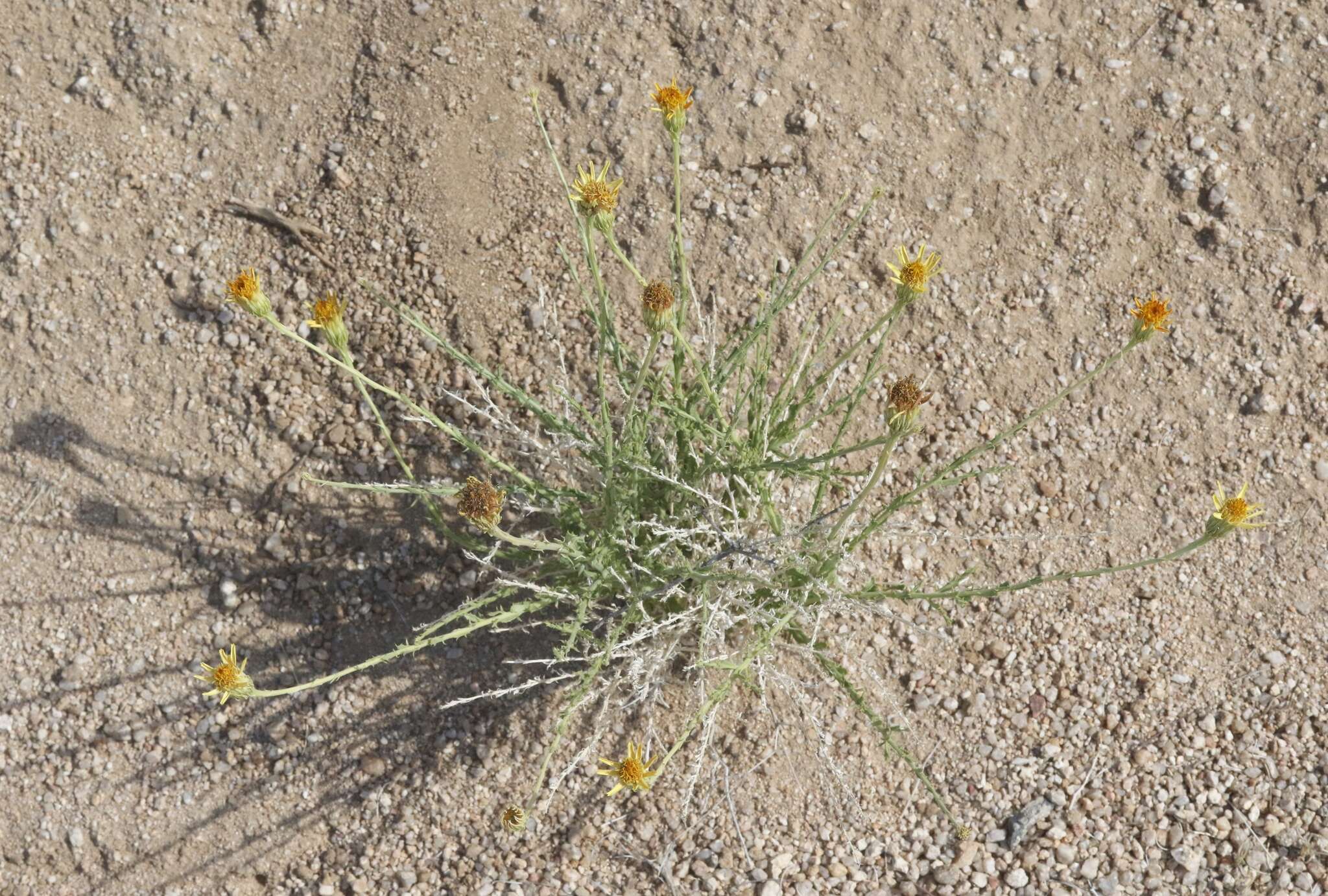 Image of Cooper's dogweed