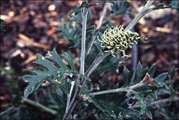 Image of Grevillea willisii R. V. Smith & Mc Gill.