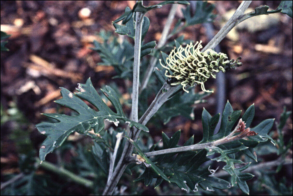 Image of Grevillea willisii R. V. Smith & Mc Gill.