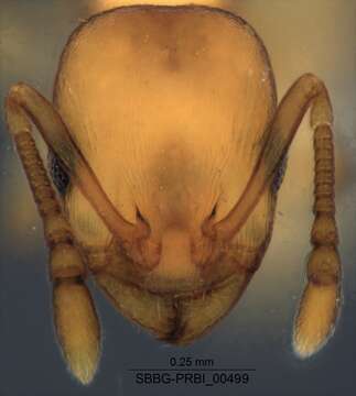 Imagem de <i>Temnothorax carinatus</i>