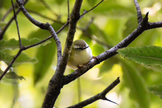 Sivun Acanthisitta chloris chloris (Sparrman 1787) kuva