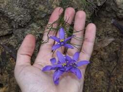 Cheiranthera alternifolia E. M. Bennett resmi