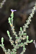 Olearia lanuginosa (J. H. Willis) N. A. Wakefield resmi