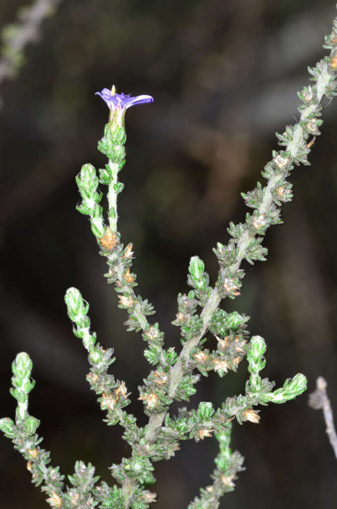 Image of woolly daisy-bush