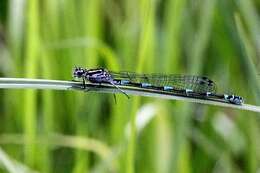 Image of Variable Bluet