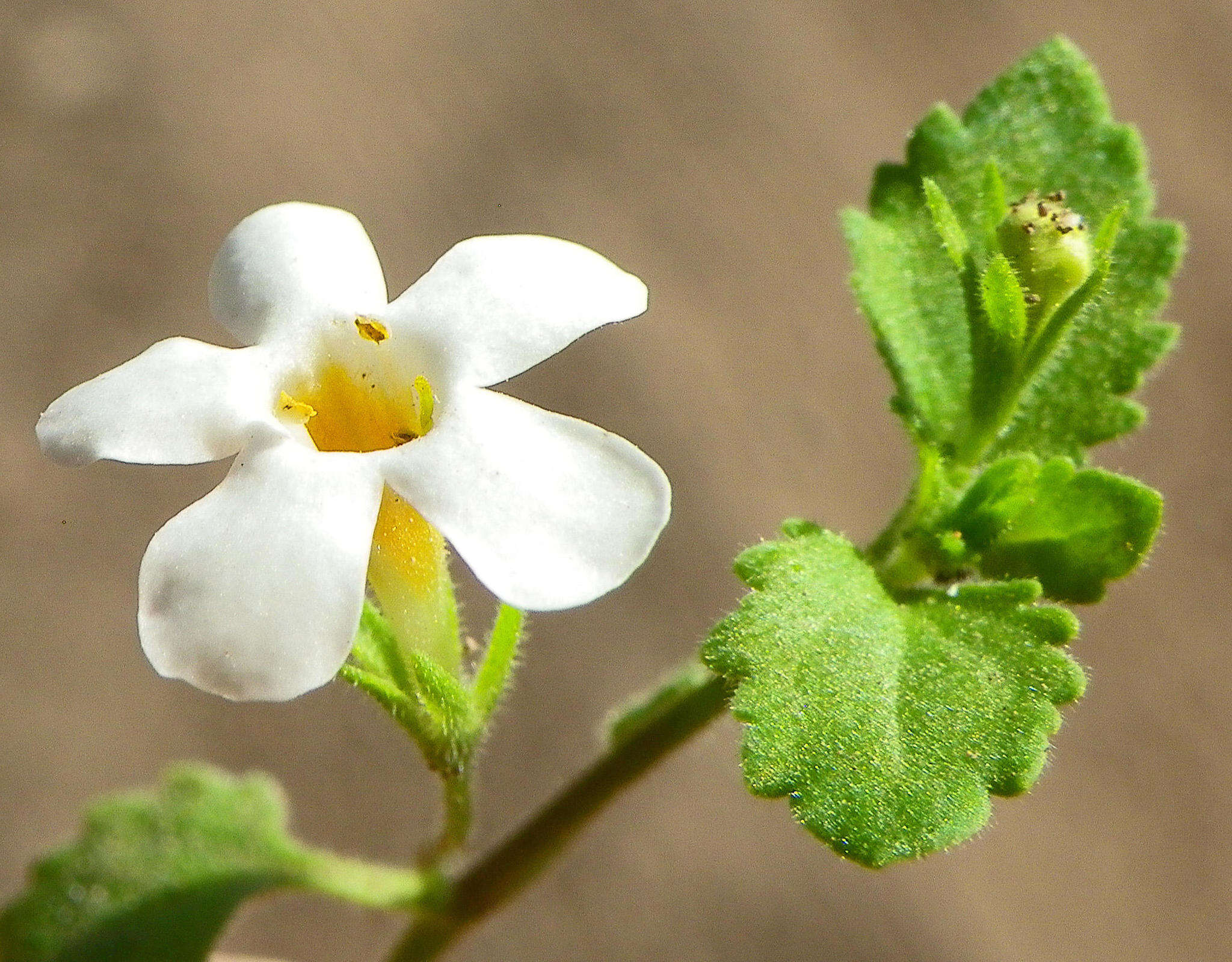 Image de Sutera cordata (Thunb.) Kuntze