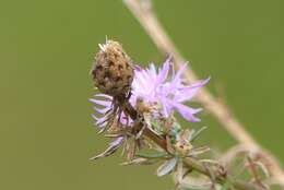 Imagem de Centaurea stoebe subsp. stoebe