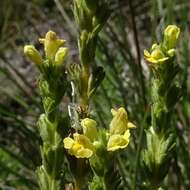 Imagem de Euphrasia scabra R. Br.