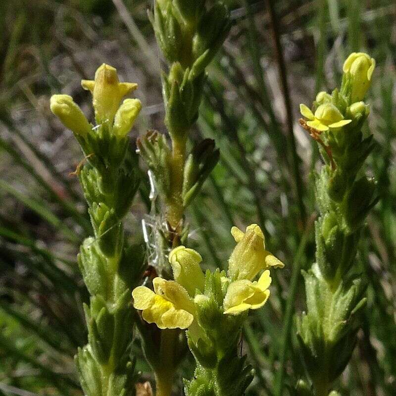 Imagem de Euphrasia scabra R. Br.