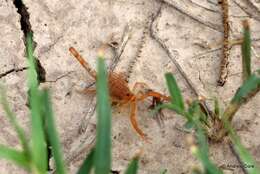 Image of Arizona Bark Scorpion