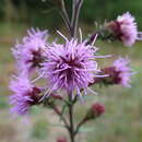 Image of Liatris scariosa var. novaeangliae (Lunell) Gandhi, S. M. Young & P. Somers