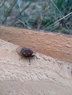 Image of Proarna bufo Distant 1905