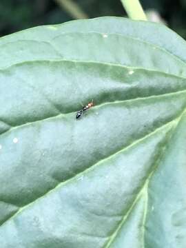 Слика од Pseudomyrmex peruvianus (Wheeler 1925)