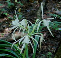 Image of Choctaw spiderlily