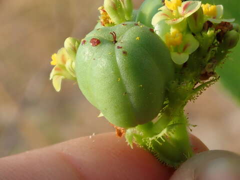 Jatropha elliptica (Pohl) Oken的圖片