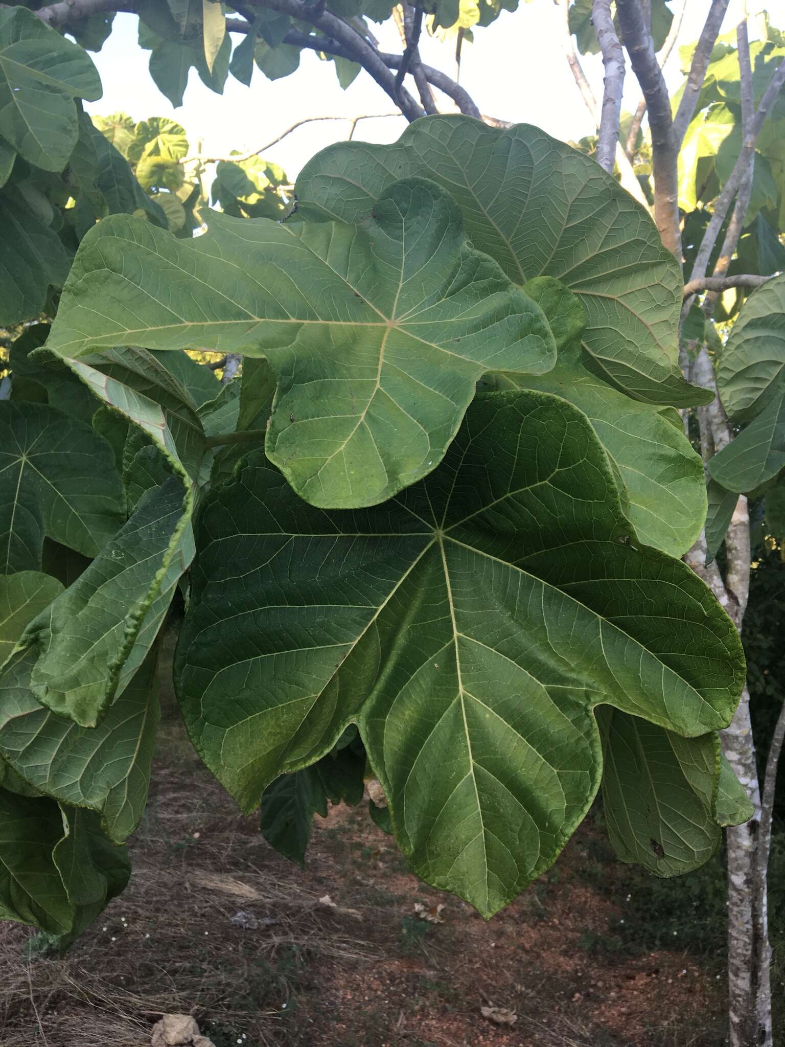 Image of Jatropha peltata Sessé