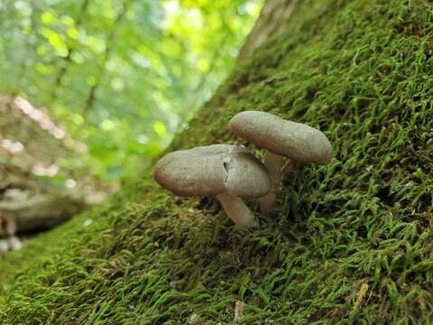 Clitocybula lacerata (Scop.) Métrod 1952的圖片