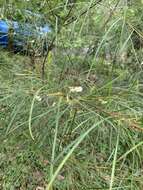 Image of Acacia longissima H. L. Wendl.