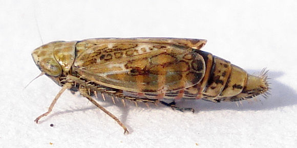 Image of <i>Adarrus ocellaris</i>