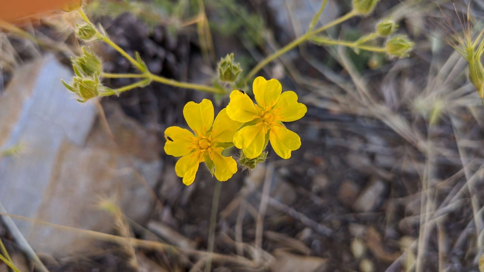 Image of Potentilla nevadensis Boiss.