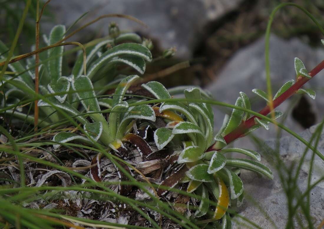 Sivun Saxifraga callosa Sm. kuva