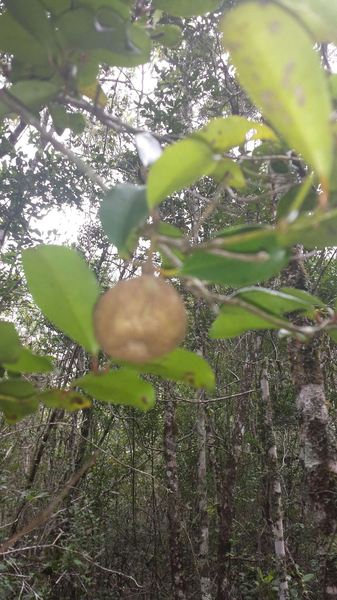 Imagem de Tambourissa purpurea (Tul.) A. DC.