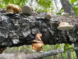 Image of Ganoderma ochrolaccatum (Mont.) Pat. 1889