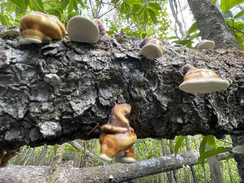 Imagem de Ganoderma ochrolaccatum (Mont.) Pat. 1889